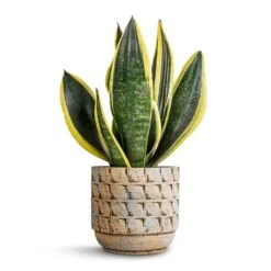 Sansevieria Trifasciata Futura Superba -Plants Sale Store Sansevieria trifasciata Futura Superba 12x35cm Jim Plant Pot Shell 14x12cm 7153f1db d509 42f2 bceb 1fc664ead64d