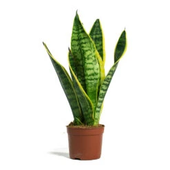 Sansevieria Trifasciata Futura Superba -Plants Sale Store Sansevieria trifasciata Futura Superba 9cm