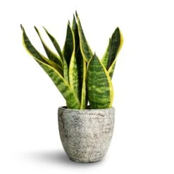 Sansevieria Trifasciata Futura Superba -Plants Sale Store Sansevieria trifasciata Futura Superba 9x30cm Anne Plant Pot White Earth 12x11cm