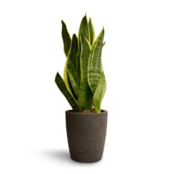 Sansevieria Trifasciata Futura Superba -Plants Sale Store Sansevieria trifasciata Futura Superba 9x30cm Gerben Plant Pot Black Washed 12x13cm 0d93085d b220 40c0 91c9 38c53378f64a