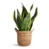 Sansevieria Trifasciata Futura Superba 2 Sansevieria Trifasciata Futura Superba -Plants Sale Store Sansevieria trifasciata Futura Superba 9x30cm Nelis Plant Basket Natural 13x12cm 76bdf22c b84d 425c 8e0b d8a7e670681e