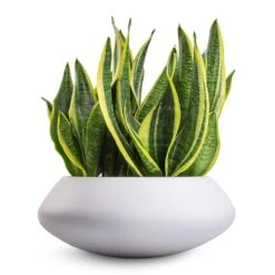 Sansevieria Trifasciata Futura Superba -Plants Sale Store Sansevieria trifasciata Futura Superba 9x30cm Tara Essentials Bowl Planter Matt White 31x12cm