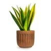 Sansevieria Trifasciata Golden Flame - Snake Plant 2 Sansevieria Trifasciata Golden Flame - Snake Plant -Plants Sale Store Sansevieria trifasciata Golden Flame Snake Houseplant Plant Pot Duncan Rust 14x13cm