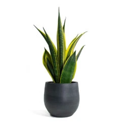Sansevieria Trifasciata Golden Flame - Snake Plant -Plants Sale Store Sansevieria trifasciata Golden Flame Snake Plant Esra Plant Pot Graphite