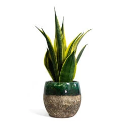 Sansevieria Trifasciata Golden Flame - Snake Plant -Plants Sale Store Sansevieria trifasciata Golden Flame Snake Plant Lindy Plant Pot Black Green