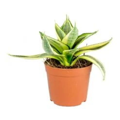 Sansevieria Trifasciata Golden Hahnii - Birds Nest Snake Plant -Plants Sale Store Sansevieria trifasciata Golden Hahnii Birds Nest Snake Plant