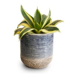 Sansevieria Trifasciata Golden Hahnii - Birds Nest Snake Plant -Plants Sale Store Sansevieria trifasciata Golden Hahnii Birds Nest Snake Plant 9x15cm Issa Plant Pot Light Blue 10x11cm 2