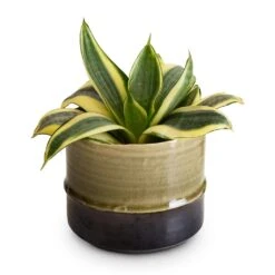 Sansevieria Trifasciata Golden Hahnii - Birds Nest Snake Plant