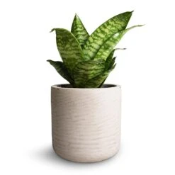 Sansevieria Trifasciata Hahnii - Birds Nest Snake Plant 25 Sansevieria Trifasciata Hahnii - Birds Nest Snake Plant -Plants Sale Store Sansevieria trifasciata Hahnii Birds Nest Snake Plant 12x25cm Charlie Plant Pot Grey Washed 15x15cm 2