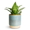 Sansevieria Trifasciata Hahnii - Birds Nest Snake Plant 1 Sansevieria Trifasciata Hahnii - Birds Nest Snake Plant -Plants Sale Store Sansevieria trifasciata Hahnii Birds Nest Snake Plant 12x25cm Copenhagen Plant Pot Aqua 13.5x14cm 630bd4c1 d828 443b 84db 9c8b6163b557