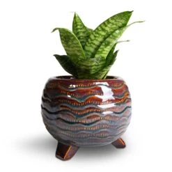 Dewi Plant Pot - Marrakesh -Plants Sale Store Sansevieria trifasciata Hahnii Birds Nest Snake Plant 12x25cm Dewi Plant Pot Marrakesh 21x16cm 2 8749c06e 22ab 4c64 9b78 c819a371f25b