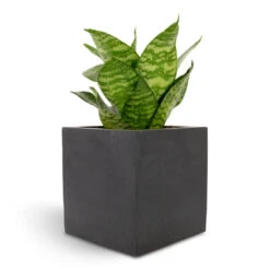 Fleur Natural Planter - Black 18 Fleur Natural Planter - Black -Plants Sale Store Sansevieria trifasciata Hahnii Birds Nest Snake Plant 12x25cm Fleur Natural Planter Black 15x15x15cm f82d6bfd 94b9 4c77 b136 c1b762ad1b8c