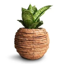 Sansevieria Trifasciata Hahnii - Birds Nest Snake Plant 30 Sansevieria Trifasciata Hahnii - Birds Nest Snake Plant -Plants Sale Store Sansevieria trifasciata Hahnii Birds Nest Snake Plant 12x25cm Lida Plant Basket Natural 21x17cm 2