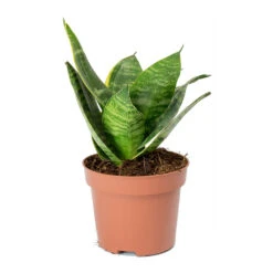 Sansevieria Trifasciata Hahnii - Birds Nest Snake Plant 26 Sansevieria Trifasciata Hahnii - Birds Nest Snake Plant -Plants Sale Store Sansevieria trifasciata Hahnii Birds Nest Snake Plant