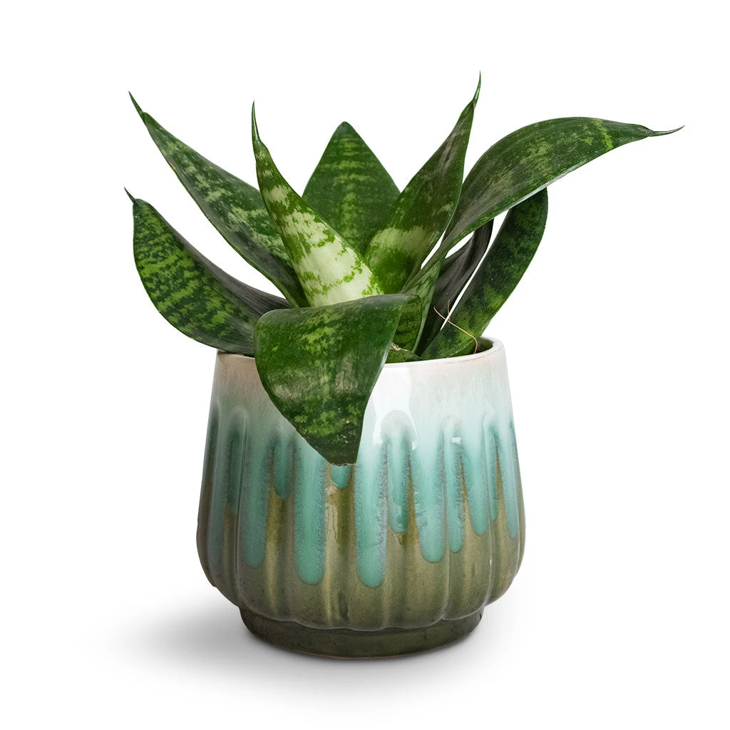 Sansevieria Trifasciata Hahnii - Birds Nest Snake Plant 13 Sansevieria Trifasciata Hahnii - Birds Nest Snake Plant - Image 11