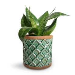 Sansevieria Trifasciata Hahnii - Birds Nest Snake Plant 28 Sansevieria Trifasciata Hahnii - Birds Nest Snake Plant -Plants Sale Store Sansevieria trifasciata Hahnii Birds Nest Snake Plant Liam Plant Pot Turquoise
