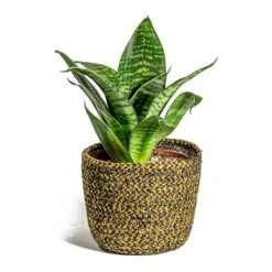Sansevieria Trifasciata Hahnii - Birds Nest Snake Plant 29 Sansevieria Trifasciata Hahnii - Birds Nest Snake Plant -Plants Sale Store Sansevieria trifasciata Hahnii Birds Nest Snake Plant Maartje Plant Baskets Set of 5 Camel
