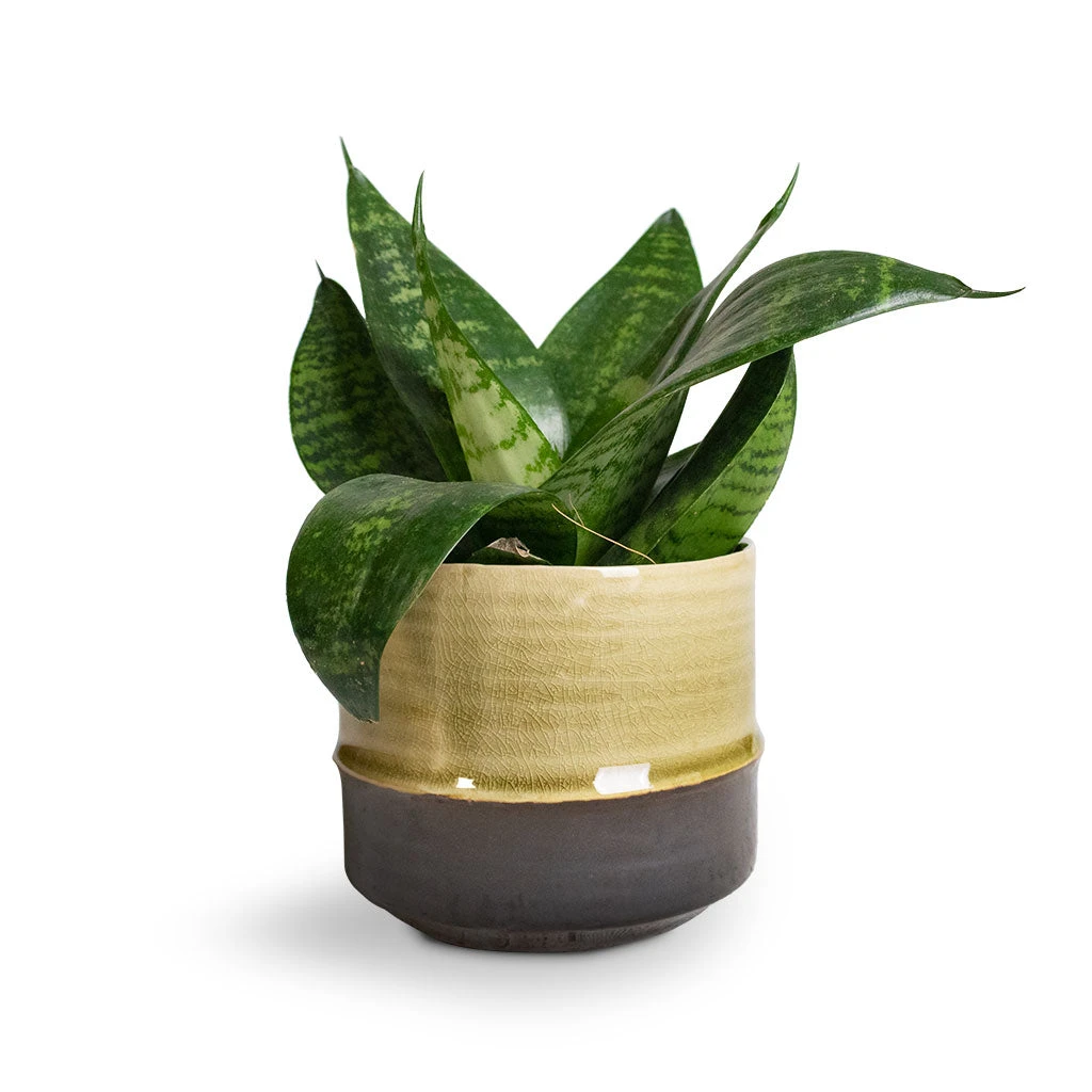 Sansevieria Trifasciata Hahnii - Birds Nest Snake Plant 10 Sansevieria Trifasciata Hahnii - Birds Nest Snake Plant - Image 8