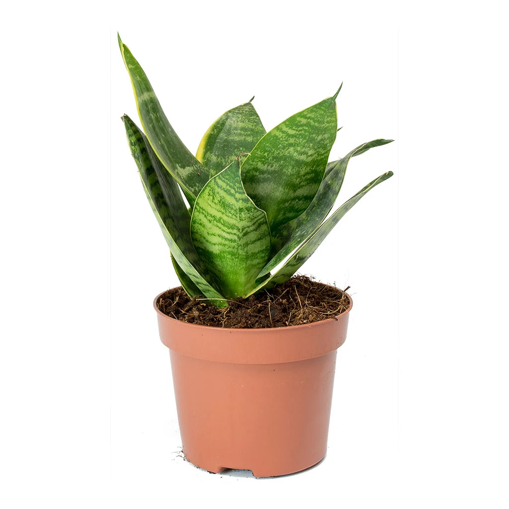 Sansevieria Trifasciata Hahnii - Birds Nest Snake Plant 12 Sansevieria Trifasciata Hahnii - Birds Nest Snake Plant - Image 10