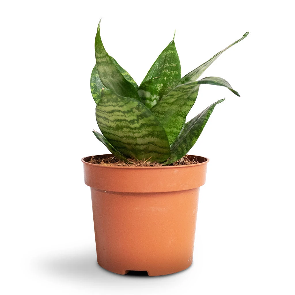 Sansevieria Trifasciata Hahnii - Birds Nest Snake Plant 5 Sansevieria Trifasciata Hahnii - Birds Nest Snake Plant - Image 3