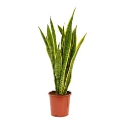 Sansevieria Trifasciata Laurentii - Variegated Snake Plant 29 Sansevieria Trifasciata Laurentii - Variegated Snake Plant -Plants Sale Store Sansevieria trifasciata Laurentii 19x65cm