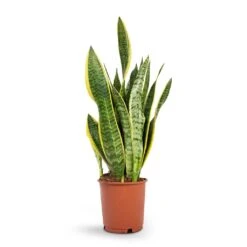 Sansevieria Trifasciata Laurentii - Variegated Snake Plant 24 Sansevieria Trifasciata Laurentii - Variegated Snake Plant -Plants Sale Store Sansevieria trifasciata Laurentii Variegated Snake Plant 14x50cm