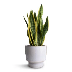 Sansevieria Trifasciata Laurentii - Variegated Snake Plant 25 Sansevieria Trifasciata Laurentii - Variegated Snake Plant -Plants Sale Store Sansevieria trifasciata Laurentii Variegated Snake Plant 14x50cm Aries Handles Plant Pot White 19x20cm