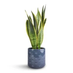 Sansevieria Trifasciata Laurentii - Variegated Snake Plant 37 Sansevieria Trifasciata Laurentii - Variegated Snake Plant -Plants Sale Store Sansevieria trifasciata Laurentii Variegated Snake Plant 15x45cm Arley Plant Pot Blue Dragonfly 17x17.5cm 1702ed53 e585 4de7 8eaf 42bf240776e3
