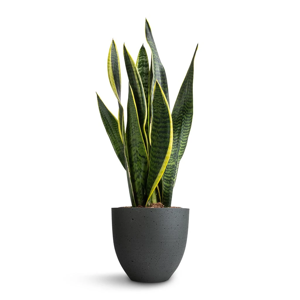 Sansevieria Trifasciata Laurentii - Variegated Snake Plant 15 Sansevieria Trifasciata Laurentii - Variegated Snake Plant - Image 13
