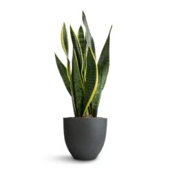 Coral Refined Planter - Pine Green 11 Coral Refined Planter - Pine Green -Plants Sale Store Sansevieria trifasciata Laurentii Variegated Snake Plant 15x45cm Coral Refined Planter Pine Green 18x15cm 5bc3aa23 9893 4ee9 9113 75544579acf3
