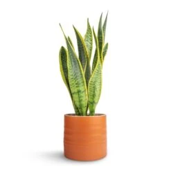 Hadleigh Plant Pot - Amber -Plants Sale Store Sansevieria trifasciata Laurentii Variegated Snake Plant 15x45cm Hadleigh Plant Pot Amber 17x15cm