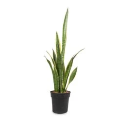 Sansevieria Trifasciata Laurentii - Variegated Snake Plant 31 Sansevieria Trifasciata Laurentii - Variegated Snake Plant -Plants Sale Store Sansevieria trifasciata Laurentii Variegated Snake Plant 16x60cm