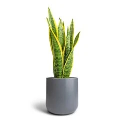 Sansevieria Trifasciata Laurentii - Variegated Snake Plant 28 Sansevieria Trifasciata Laurentii - Variegated Snake Plant -Plants Sale Store Sansevieria trifasciata Laurentii Variegated Snake Plant 17x55cm Lisbon Plant Pot Charcoal 21x21cm