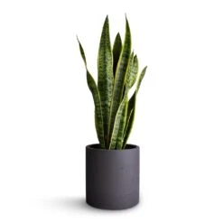 Sansevieria Trifasciata Laurentii - Variegated Snake Plant 38 Sansevieria Trifasciata Laurentii - Variegated Snake Plant -Plants Sale Store Sansevieria trifasciata Laurentii Variegated Snake Plant 17x65cm Puk Plant Pot Black Washed 20x20cm f57622ab 7889 4d3b 8347 b54bea5fec77