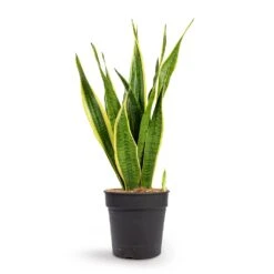 Sansevieria Trifasciata Laurentii - Variegated Snake Plant 33 Sansevieria Trifasciata Laurentii - Variegated Snake Plant -Plants Sale Store Sansevieria trifasciata Laurentii Variegated Snake Plant 21x70cm