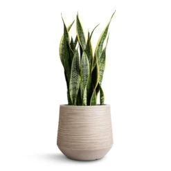Dune Darcy Planter - Oat -Plants Sale Store Sansevieria trifasciata Laurentii Variegated Snake Plant 21x70cm Dune Darcy Planter Oat 30x26cm