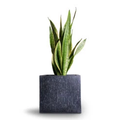 Raindrop Cube Planter - Anthracite -Plants Sale Store Sansevieria trifasciata Laurentii Variegated Snake Plant 21x70cm Raindrop Cube Planter Anthracite 30x30x27cm