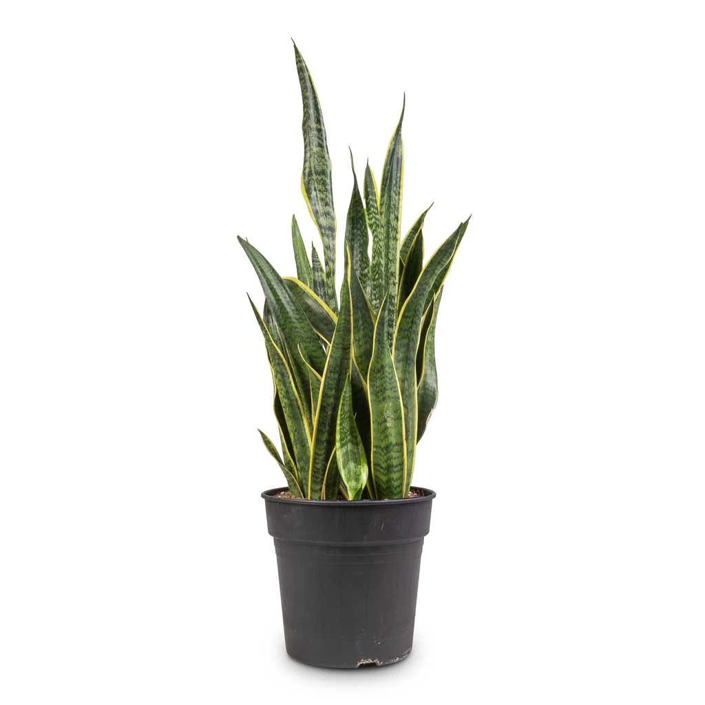 Sansevieria Trifasciata Laurentii - Variegated Snake Plant 22 Sansevieria Trifasciata Laurentii - Variegated Snake Plant - Image 20