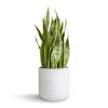 Sansevieria Trifasciata Laurentii - Variegated Snake Plant -Plants Sale Store Sansevieria trifasciata Laurentii Variegated Snake Plant 30x90cm Charlie Plant Pot White Washed 32x31cm