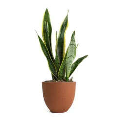 Coral Refined Planter - Canyon Orange 17 Coral Refined Planter - Canyon Orange -Plants Sale Store Sansevieria trifasciata Laurentii Variegated Snake Plant Coral Refined Planter Canyon Orange