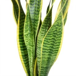 Sansevieria Laurentii - HydroCare -Plants Sale Store Sansevieria trifasciata Laurentii Variegated Snake Plant Leaves b5314f95 3521 419e 8410 7040d36a26c8
