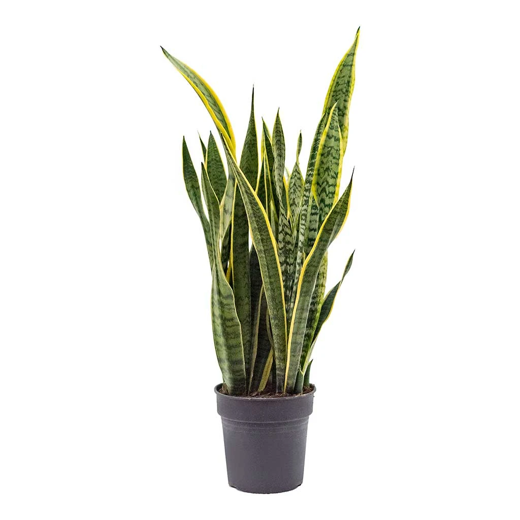 Sansevieria Trifasciata Laurentii - Variegated Snake Plant 16 Sansevieria Trifasciata Laurentii - Variegated Snake Plant - Image 14