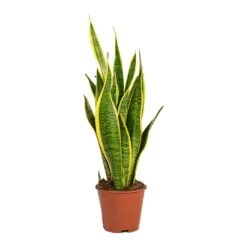Sansevieria Trifasciata Laurentii - Variegated Snake Plant 27 Sansevieria Trifasciata Laurentii - Variegated Snake Plant -Plants Sale Store Sansevieria trifasciata Laurentii Variegated Snake Plant Small