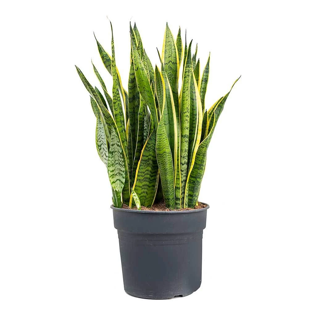 Sansevieria Trifasciata Laurentii - Variegated Snake Plant 20 Sansevieria Trifasciata Laurentii - Variegated Snake Plant - Image 18