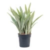 Sansevieria Trifasciata Metallica - Snake Plant 2 Sansevieria Trifasciata Metallica - Snake Plant -Plants Sale Store Sansevieria trifasciata Metallica Snake Plant