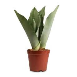 Sansevieria Trifasciata Moonshine - Snake Plant -Plants Sale Store Sansevieria trifasciata Moonshine Snake Plant 12x35cm 50a63810 e3e0 4615 80fd d15cf6a469a0