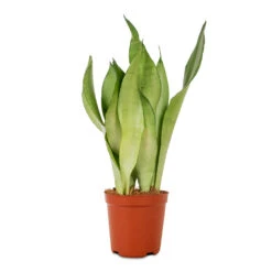 Sansevieria Trifasciata Moonshine - Snake Plant -Plants Sale Store Sansevieria trifasciata Moonshine Snake Plant 12x40cm