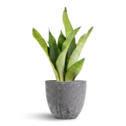 Sansevieria Trifasciata Moonshine - Snake Plant -Plants Sale Store Sansevieria trifasciata Moonshine Snake Plant 12x40cm Bola Artstone Plant Pot Grey 17x15cm 7181 e4543587 9fb9 4632 a3bc b09d151220fe