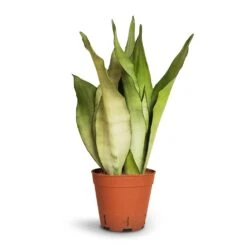 Sansevieria Trifasciata Moonshine - Snake Plant -Plants Sale Store Sansevieria trifasciata Moonshine Snake Plant 14x45cm