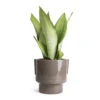 Sansevieria Trifasciata Moonshine - Snake Plant -Plants Sale Store Sansevieria trifasciata Moonshine Snake Plant 14x45cm Aries Handles Plant Pot Charcoal 19x20cm